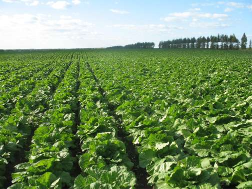 ��ײ���ô��������ײ˰����ڹ����P�I���g