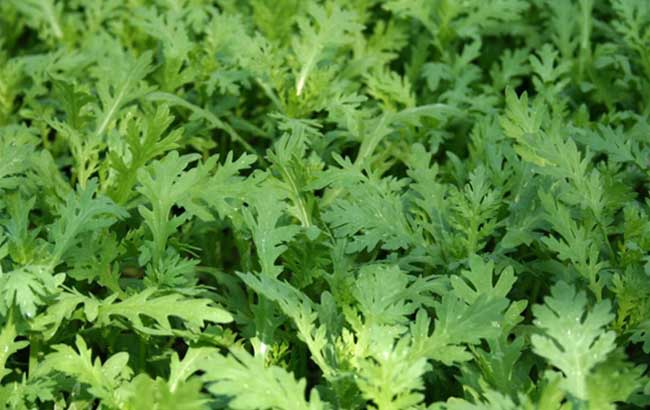 �������ӷNֲ�������������Ҫ�c(di��n)��