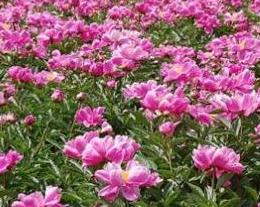 ��ˎ��ô�Nֲ����ˎ���N������Ʒ�N