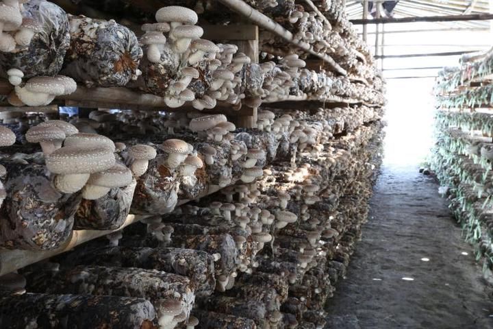 �㹽��������ι������㹽�߮a(ch��n)����������