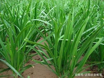 �²���ô�Nֲ�߮a���²˸߮a�Nֲ���g��