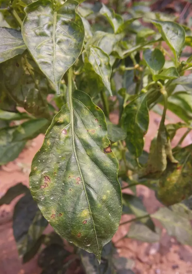 ���Ѿ��~����ô�k�����Ѿ��~���l���Լ���ֹ����