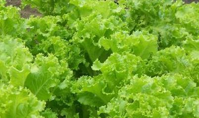 ������ô�N�����˷Nֲ�r�g���Nֲ������