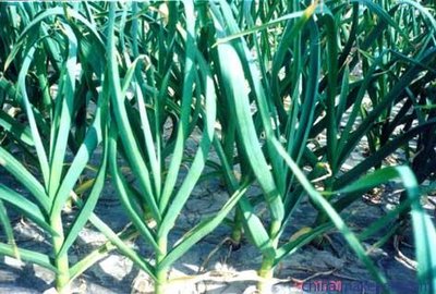 ����Nֲ��ʲô�����������N��