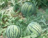 �������΢��ʩ�ʣ�����΢��ʩ�ʼ��g��