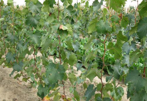 ������ʲô�r�g�Nֲ�����ѷNֲ�ķ������g����Щ��