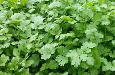 �＾��ηNֲ��˲��ܸ߮a���＾��˷Nֲ���g��