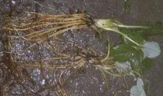 ��ݮ����ĳ�ˮ�෽�������Ύײ�����