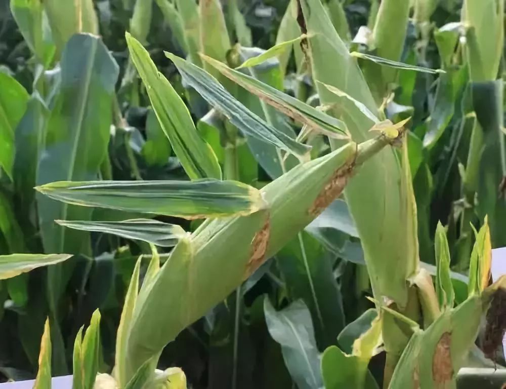 ���ס����L�����󡢶࣬�p�a(ch��n)�pʧ���أ��P(gu��n)�IҪ�����ԷN������ʩ