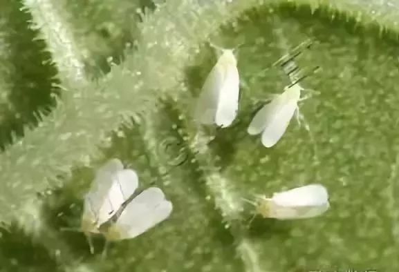 �Ĵ����M�����L���ڣ��@Щ�P(gu��n)�I���g(sh��)һ��Ҫ���գ�