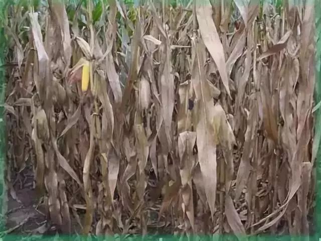 �����ի@ǰ��ʲô��ͻȻ�������������؜p�a��զ�A����