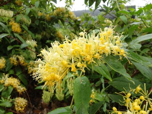 ���y���cɽ�y����ʲô�^�e��