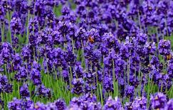 ޹�²ݷN�Ӻ÷N�᣿