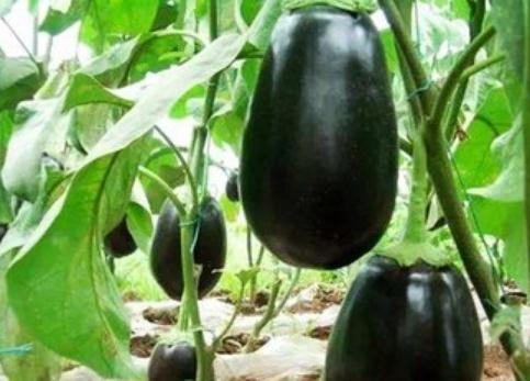 ������ô���N�����ӵĸ߮a�Nֲ������