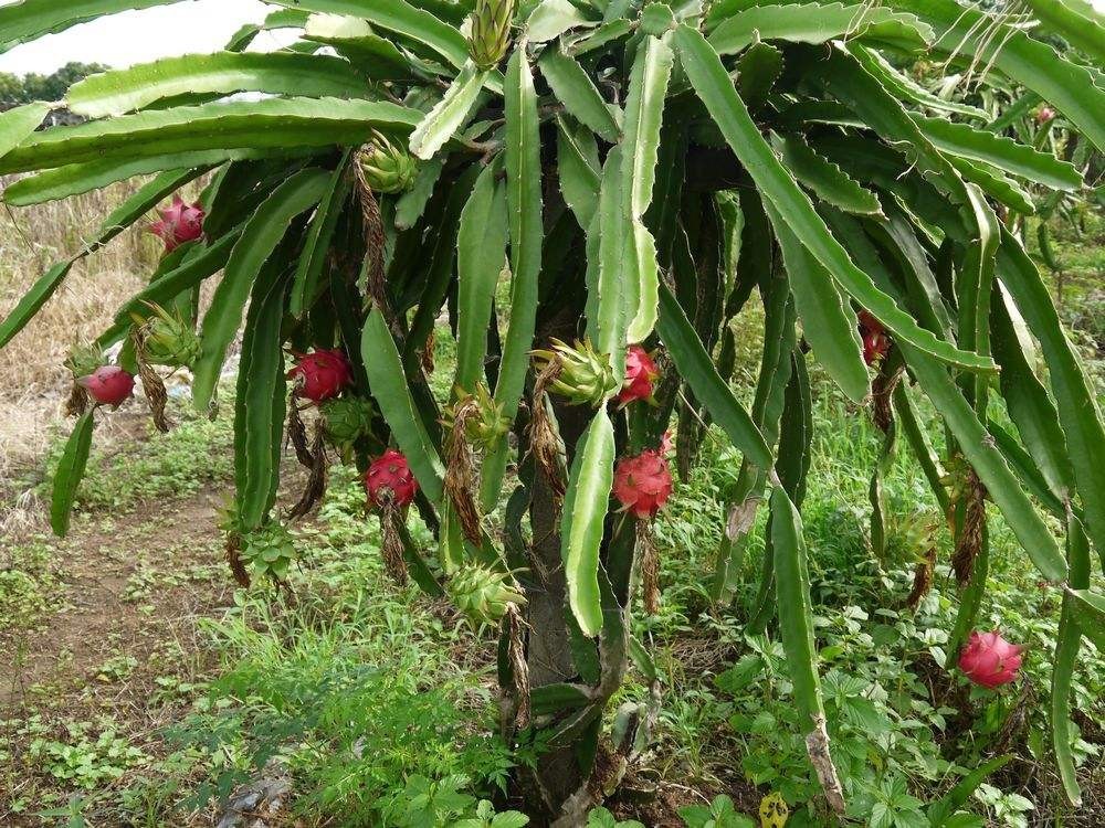 ���������·ݷNֲ���������ķNֲǰ����ô�ӣ�