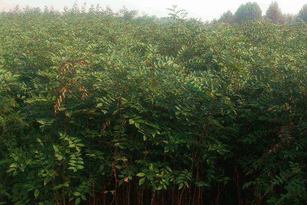 ����ʲô�r(sh��)��Nֲ�������ķNֲ�c�������g(sh��)