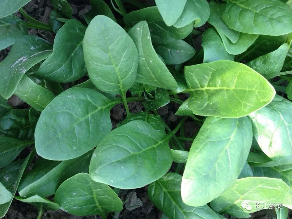 �����߲˵׷����ʩ��Ч�����ã�