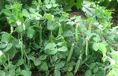 �㶹��ԓ��ô�N���㶹�ķNֲ�r�g�c�������g