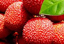 ��֦��a����ô�k����֦��a���ķ��δ�ʩ