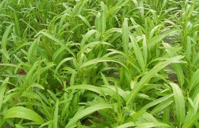 ���Ĳ˵Ķ������༼��