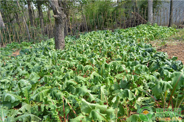 ���NԽ���� ���rҪע��ʲô��