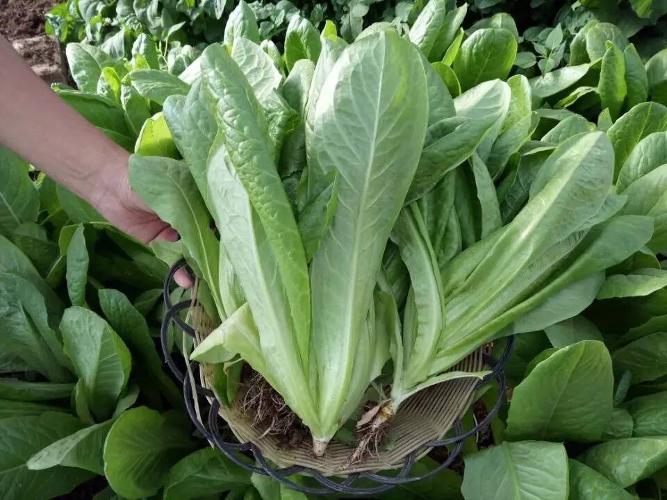 ��ȸ�˸߮a(ch��n)�����y���Nֲ�������P(gu��n)�I��