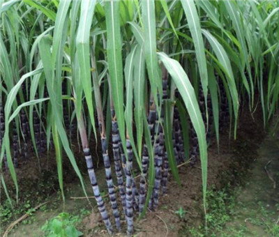 ��Ƥ������ô�N����Ƥ����Nֲ���g����Щ��