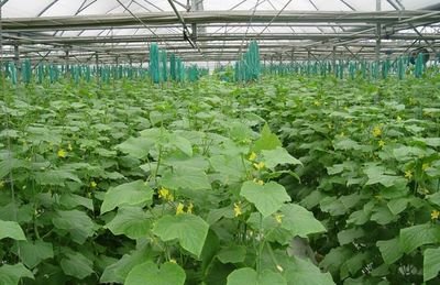 �S������Ҫ���ã��߮a(ch��n)�ز����٣�