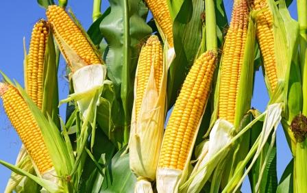 ���׶���ò�����