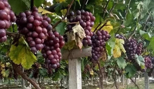 ���Ѳ��պ�ԓ��η��β��x����