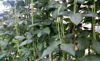 �ܶ��ǽY�v����οƌW������