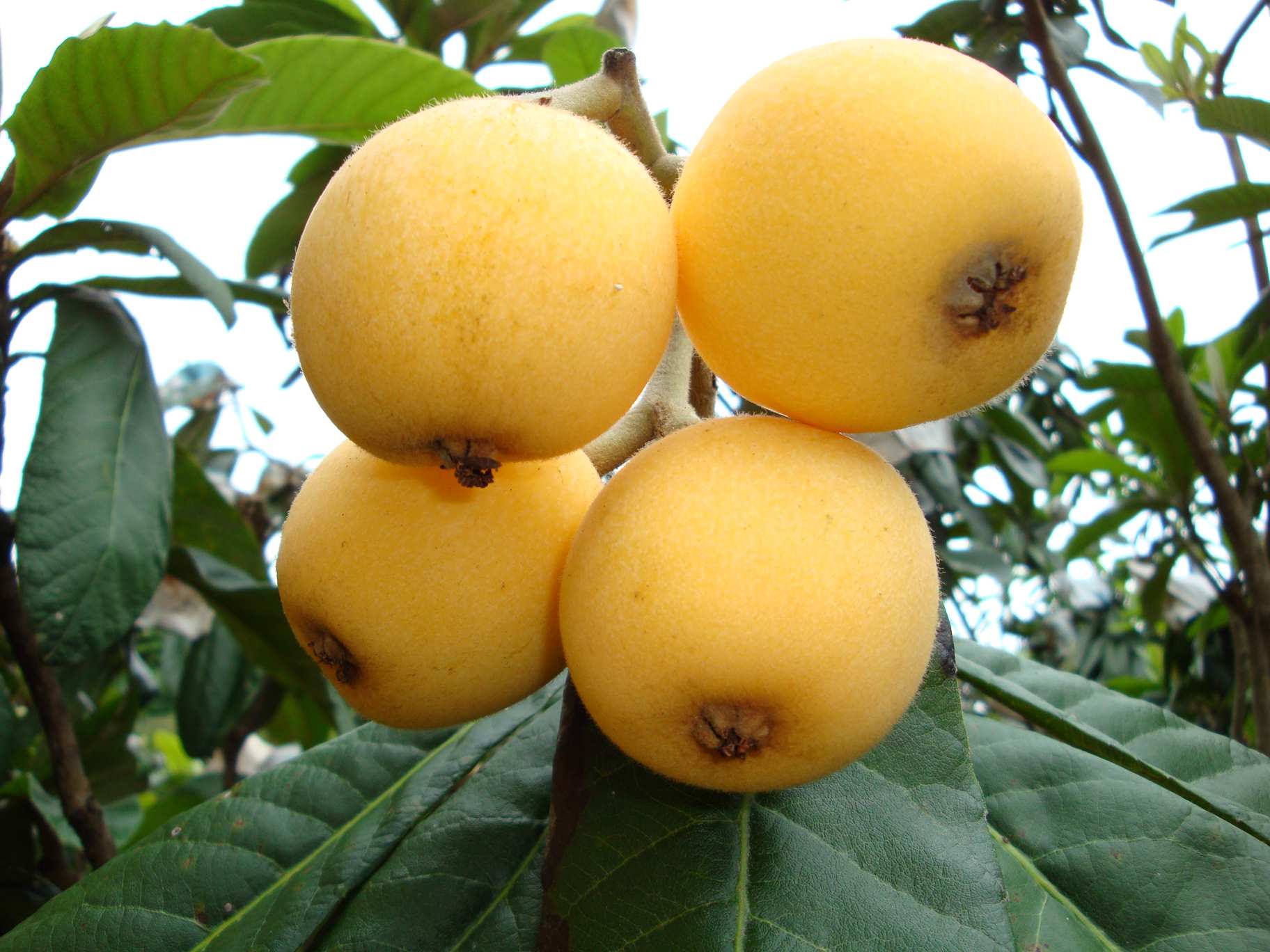 ���ˑ�(y��ng)ԓ��ô�N�����˵ķNֲ���������g(sh��)