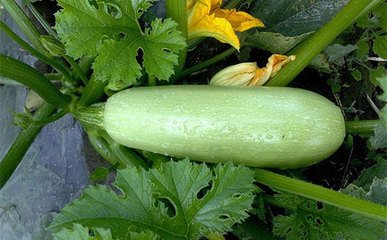 �����Jʲô�r(sh��)��Nֲ�������J�߮a(ch��n)�Nֲ�����͕r(sh��)�g