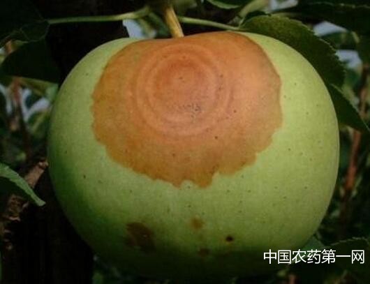 �O��������ԓ���ӷ��Σ�