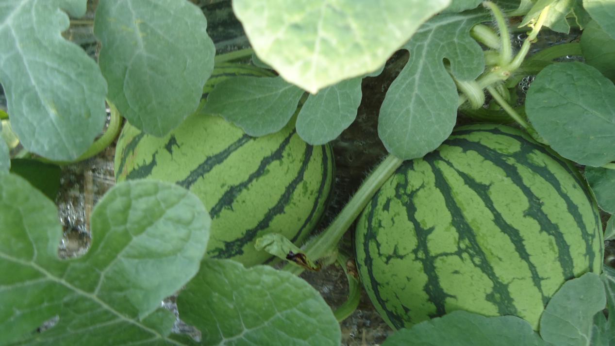 ���ϷNֲҪ�߮a(ch��n)�����ɲ����@һƪ��ȫ�挍(sh��)��