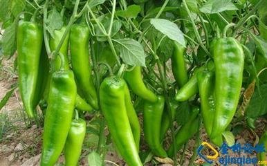 ��׌�����߮a�������������ʩ�ʵļ���