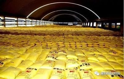 ���������»� �Ј���ǰ����