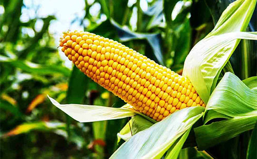 ���׷��Ј������Ѓɂ����ã���ɞ���ڻ����Ј����c(di��n)