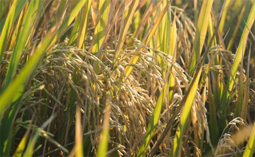 ���ʣ��Zʳ�q�r(ji��)��ظ��q�Įa(ch��n)Ʒ���q�r(ji��)څ��(sh��)�Ѷ�