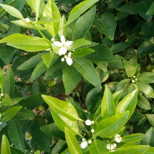 �����仨�����ʲôԭ���µģ�