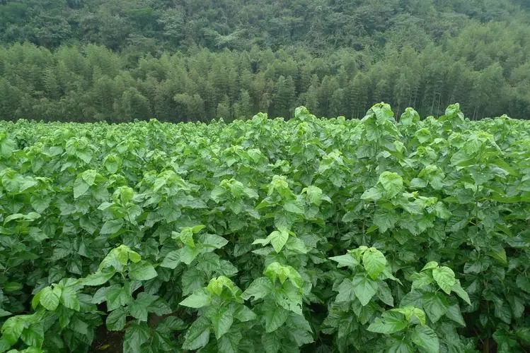 ɣ�����ʩ�ʣ�ɣ��ʩ�ʑ�ע����Щ���}��