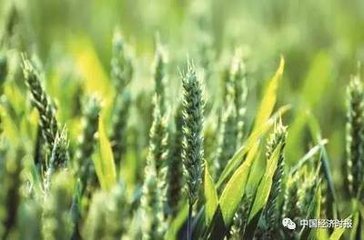 ���ʹ��o�ȽY���Ըĸ��{Ƥ�����l��