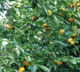 ����������Ʒ���ߌ��÷��аl(f��)