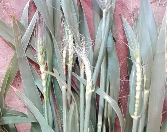 �����������r(n��ng)�Y��(j��ng)�N������ס��