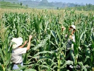 ���y����¶�׶�