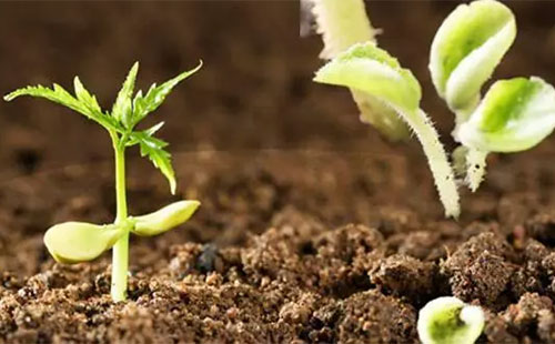 �҇�(gu��)΢������Ϯa(ch��n)�I(y��)���ٷ�(w��n)���l(f��)չ���a(ch��n)�I(y��)Ҏ(gu��)ģ�����Ѵ�