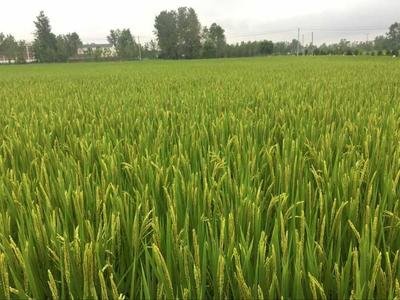 �}�A�،��ø�Ч�����c�����{(di��o)��(ji��)������ڰ�����h�@�óɹ�