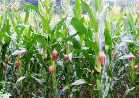 ���������׻����r(n��ng)ˎ�pʩ��Ч�¼��g(sh��)���g�F(xi��n)��(ch��ng)��(hu��)��̩�����_(k��i)