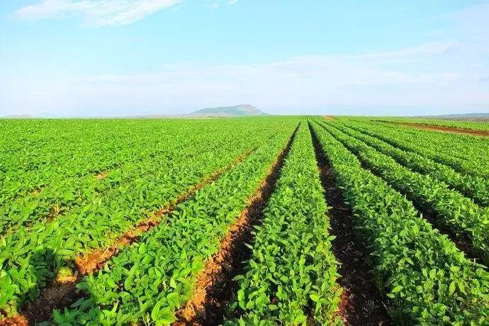 �S�����Ĵ󶹰ٮ���(sh��)�ծ��a(ch��n)��300����