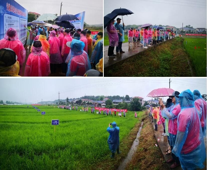 ��ֵ���ϳɜpʩ��Ч�����aƷ